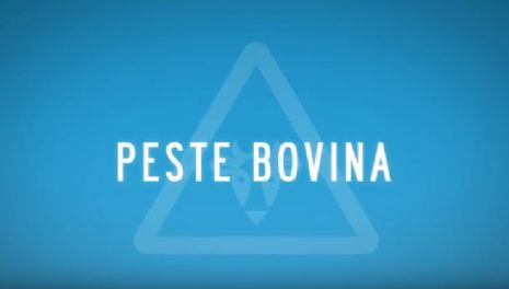 vetmasi, peste bovina, oie