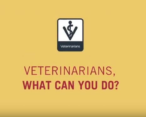 vdeo, vetmasi, vet+i, veterinarios